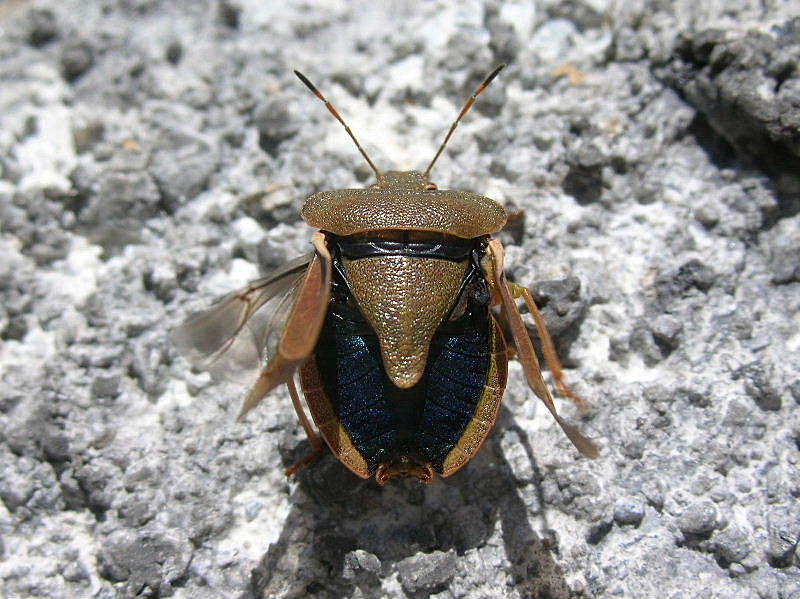 Palomena prasina o viridissima?